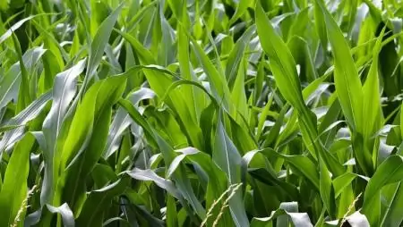 A Természet erejével foszfort a növénynek! – Tudjunk meg többet a P tápelem természetes szolgáltatásáról