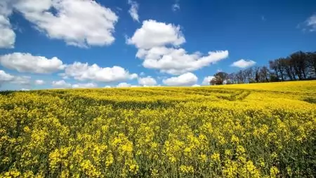 „A repce lusta embernek nem való” – Interjú Papp Sándor gazdálkodóval