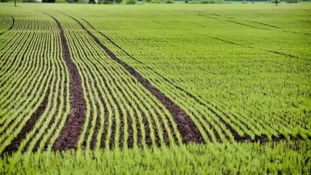 Revyflex® Start – Biztos és költséghatékony indulás a kalászosok tavaszi védelmére