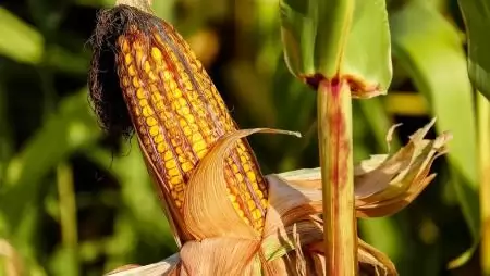 Kukoricáznak velünk a lengyelek – Együttműködés, agrárstratégia, kedvező földrajzi adottság