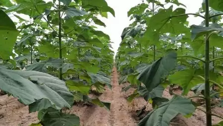 Élettel teli Smaradfa