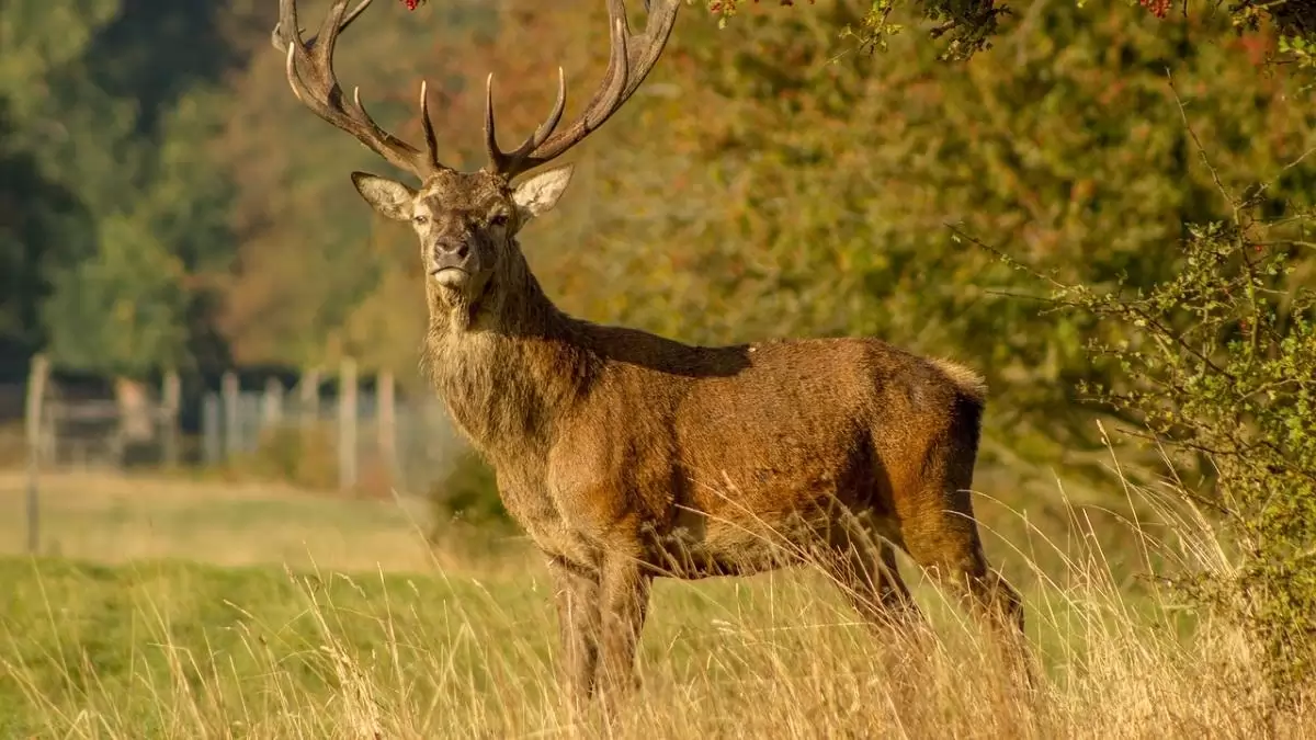 Vadászati károk (2. rész) – Az igényérvényesítés lehetőségei és polgári jogi aspektusai
