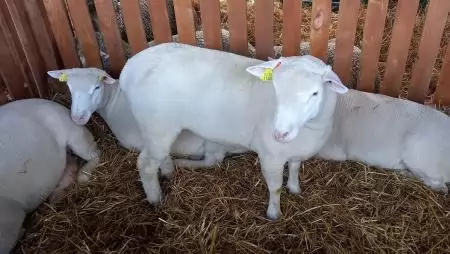 Az Agrárminisztérium emelt összegű nemzeti forrást biztosít az állattartók számára