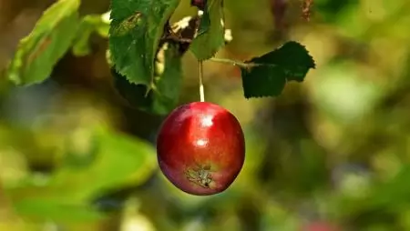 Bajban a hazai almatermelők, jóval az átlag alatt az idei termésmennyiség