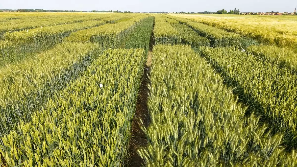 ISMÉT BŐVÜL AZ RAGT PORTFÓLIÓJA  – Megállapodás született a Syngenta kétsoros árpa vetőmag-üzletágának RAGT általi felvásárlásáról. 