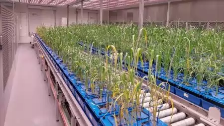 Új szárazságtűrő búzavonalat fejlesztettek a HUN-REN ATK kutatói