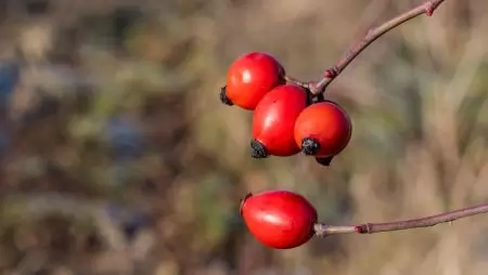 Kincset érő gyógynövényeink – télen is