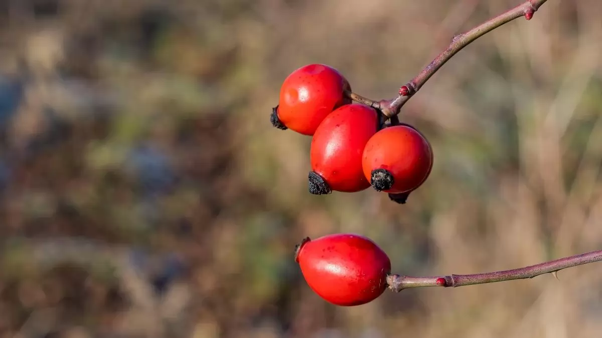 Kincset érő gyógynövényeink – télen is