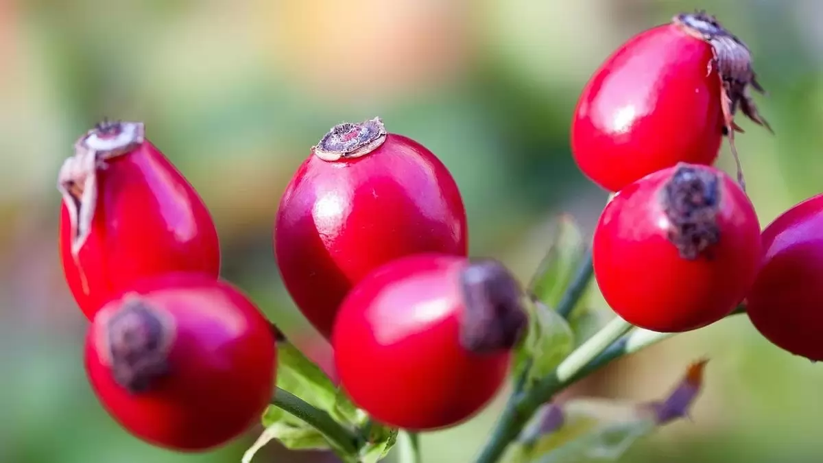 Új perspektívák a csipkebogyó-termesztésben