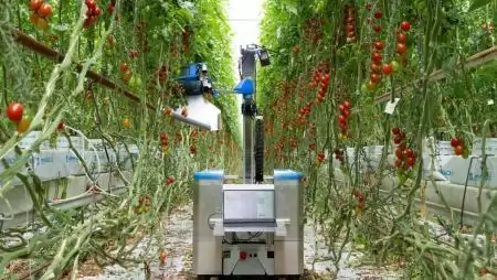 Dupla tempót diktált a teszteken a japán koktélparadicsom-betakarító robot