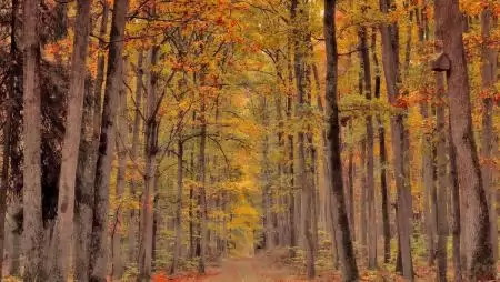 Uniós erdőirtási törvény: a Parlament támogatja az egyszerűsítési intézkedéseket