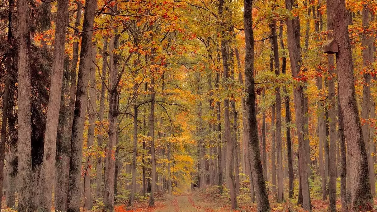 Uniós erdőirtási törvény: a Parlament támogatja az egyszerűsítési intézkedéseket
