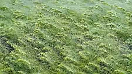 Az AGRI jóváhagyta az uniós mezőgazdasági szabályok egyszerűsítéséről szóló megállapodást