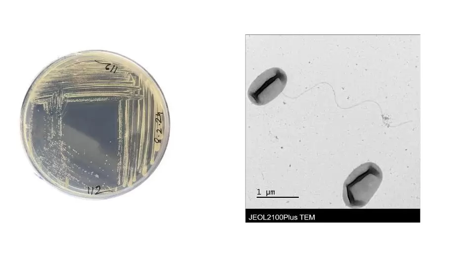 Új, szén-monoxid-lebontásra képes baktériumfajt írtak le a MATE kutatói
