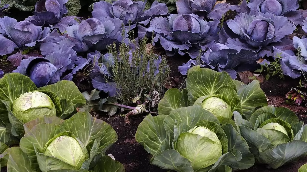 Újabb növényvédő szerek érhetők el a kiskultúrás termesztésben