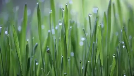 Újabb jelentős támogatáshoz jutnak a fenntartható mezőgazdasági gyakorlatokat vállaló gazdák