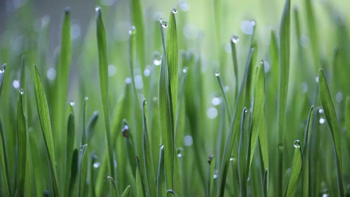 Újabb jelentős támogatáshoz jutnak a fenntartható mezőgazdasági gyakorlatokat vállaló gazdák