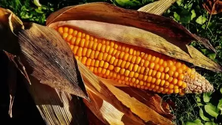 Kedvező rövid távú kilátások a gabonapiacokon