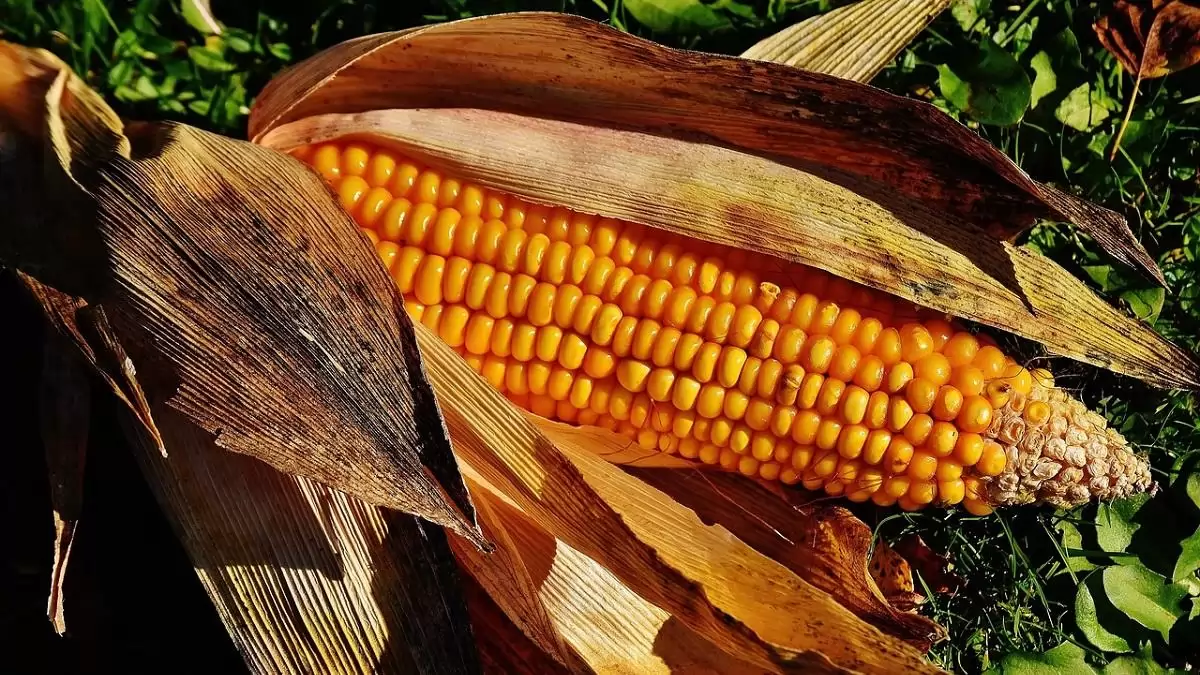 Kedvező rövid távú kilátások a gabonapiacokon