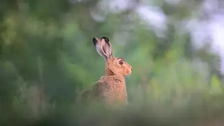 Veszélyben a mezei nyulak 