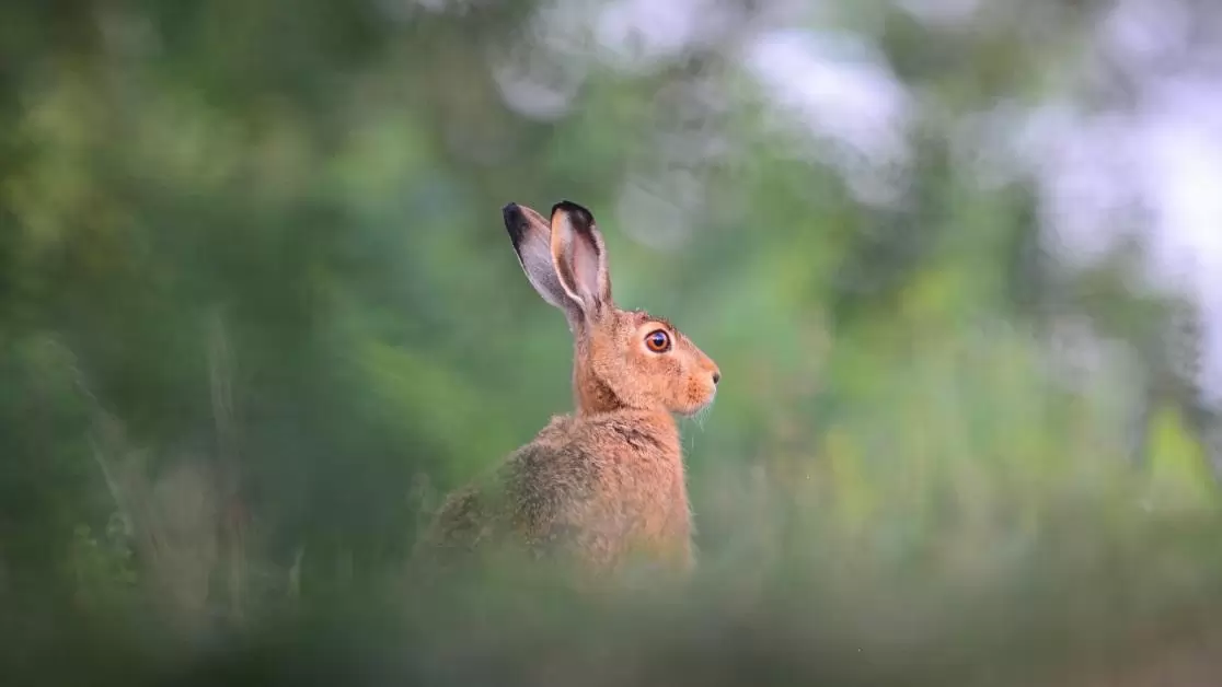 Veszélyben a mezei nyulak 