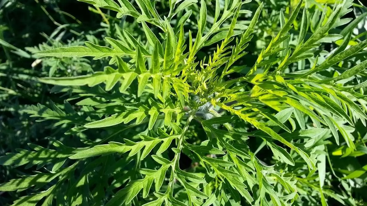 Elemi gazdasági érdekünk, hogy időben küzdjünk meg a biológiai invázióval  