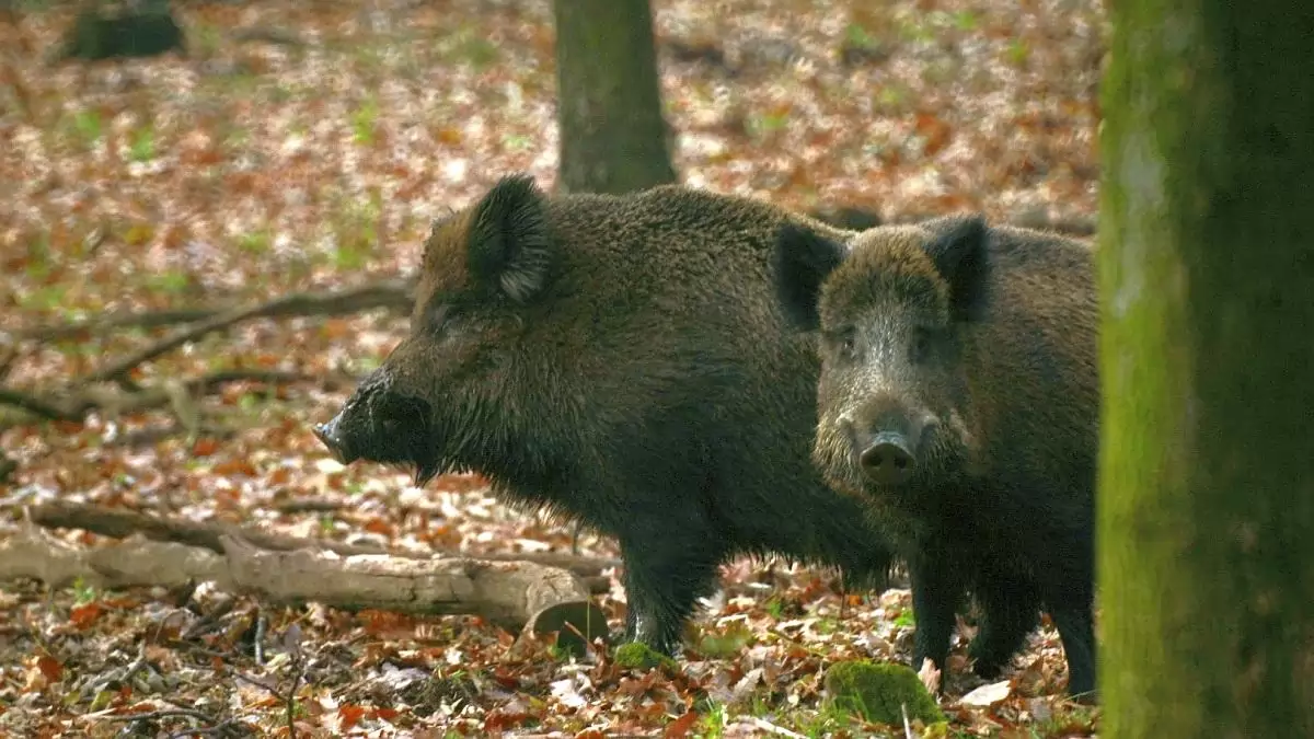 Vaddisznók Budapesten