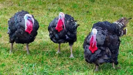 Csongrád-Csanád vármegyében is igazolódott a madárinfluenza jelenléte