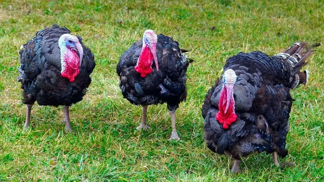Csongrád-Csanád vármegyében is igazolódott a madárinfluenza jelenléte