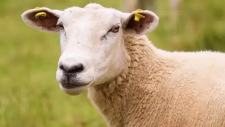 Meghosszabbodik a bérgarancia támogatás időtartama a ragadós száj- és körömfájással érintett állattartóknál