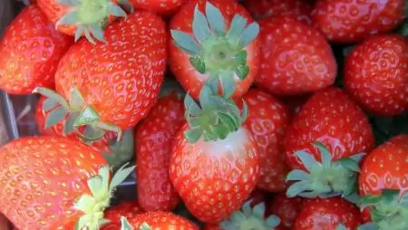 100%-ban fokhagymából készült növényvédőszert engedélyezett a spanyol hatóság szamócába kultúrában 