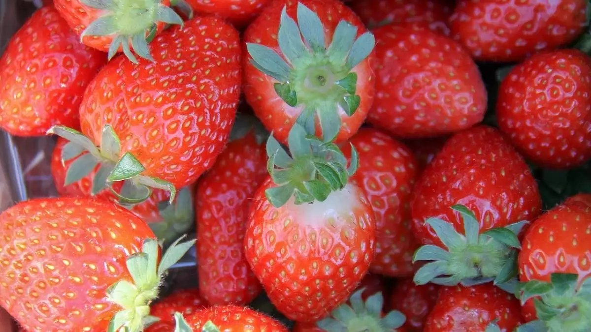 100%-ban fokhagymából készült növényvédőszert engedélyezett a spanyol hatóság szamócába kultúrában 