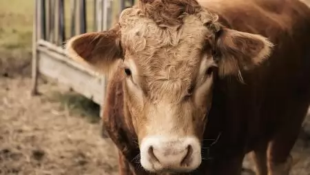 Közel 30 százalékkal nőtt a szarvasmarhavágások száma 2025 első kilenc hónapjában