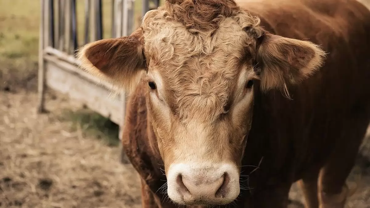 Közel 30 százalékkal nőtt a szarvasmarhavágások száma 2025 első kilenc hónapjában