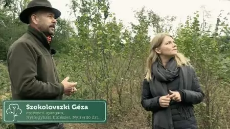Erdőmánia: kisfilm készült a Sóstói-erdőről – WWF-díjat kapott a klímabarát városi erdőkezelés