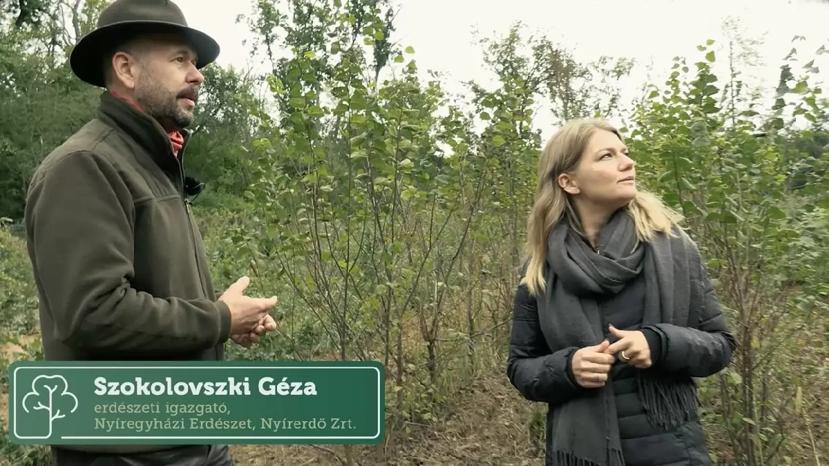 Erdőmánia: kisfilm készült a Sóstói-erdőről – WWF-díjat kapott a klímabarát városi erdőkezelés