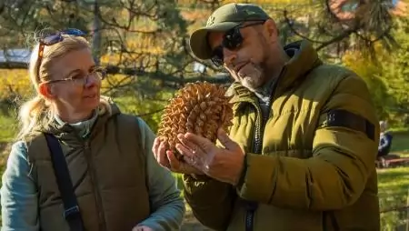 Óriástobozú fenyő, atlaszcédrusok és arizónai ciprusok tobozait is leszüretelik novemberben a Balaton édenkertjében