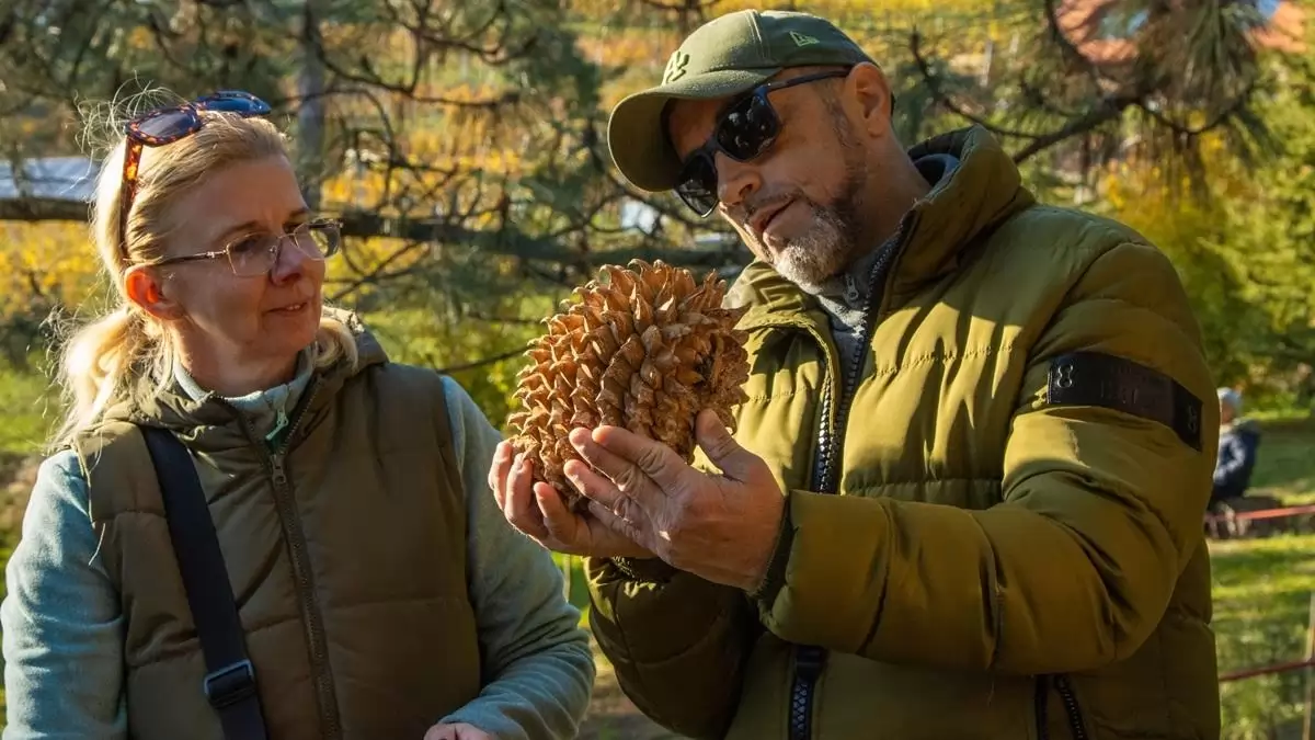 Óriástobozú fenyő, atlaszcédrusok és arizónai ciprusok tobozait is leszüretelik novemberben a Balaton édenkertjében