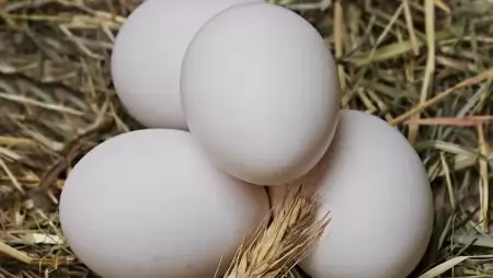 Az unióban és hazánkban is emelkedett az étkezési tojás ára
