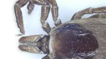 Egy ismeretlen és egy eddig el nem ismert kullancsfajt fedeztek fel a kutatók