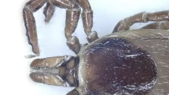 Egy ismeretlen és egy eddig el nem ismert kullancsfajt fedeztek fel a kutatók