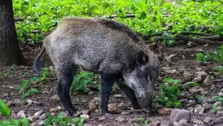 Baranya vármegyei vaddisznóban állapította meg az ASP jelenlétét a Nébih