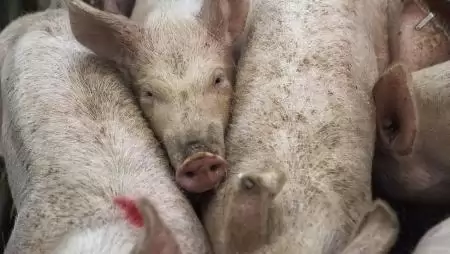 Csökkent a sertéshús külkereskedelmének mennyisége és értéke