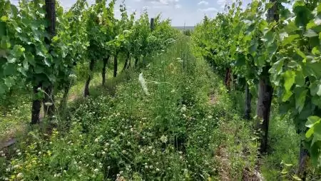 Több élet, kevesebb kártevő: virágos sorköztakarókkal és élőhelyfoltokkal a szőlőkabóca ellen