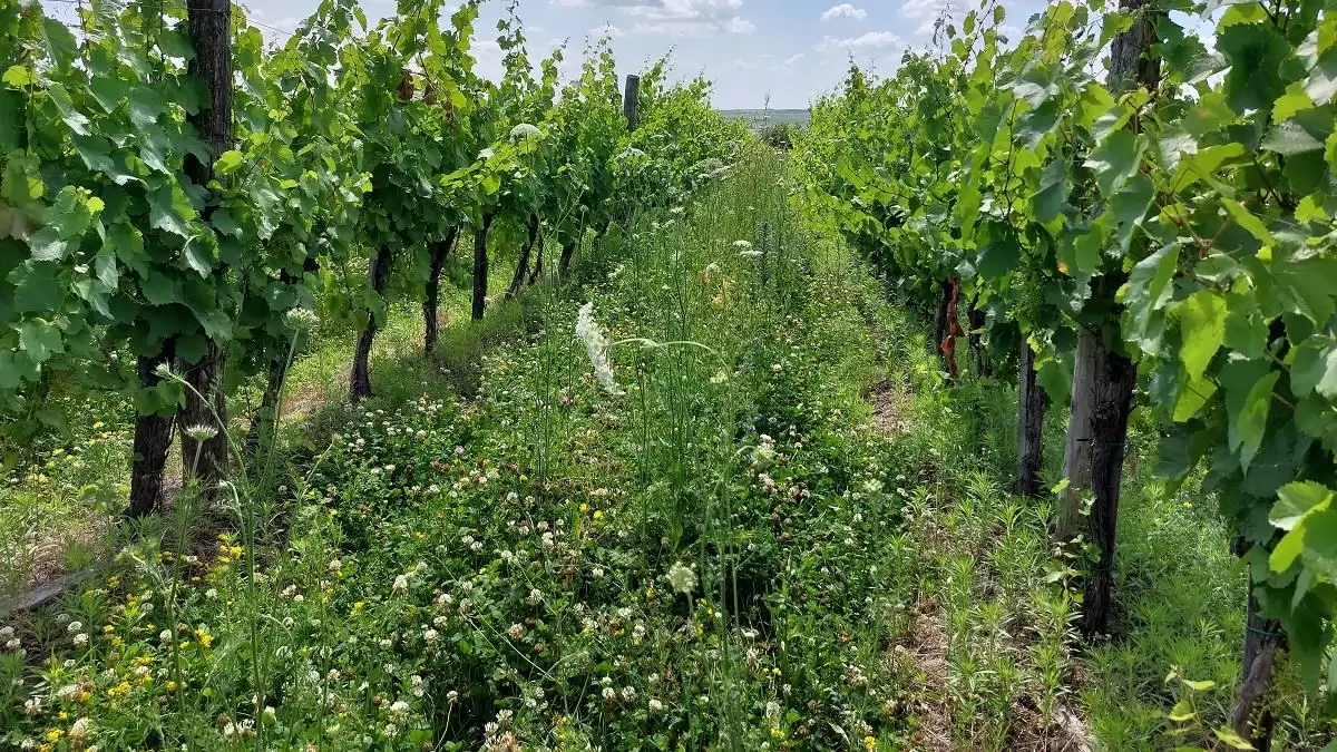 Több élet, kevesebb kártevő: virágos sorköztakarókkal és élőhelyfoltokkal a szőlőkabóca ellen