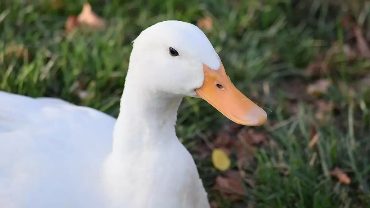 Többletforrással segíti a kormány a víziszárnyas-tartókat a madárinfluenza megelőzésében