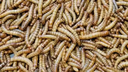 Mikotoxinnal szennyezett kukorica hasznosítására találtak megoldást a MATE kutatói