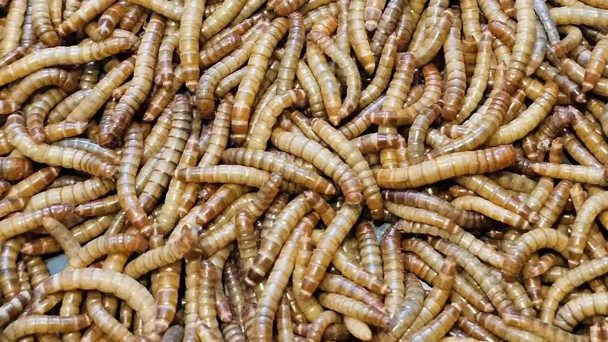 Mikotoxinnal szennyezett kukorica hasznosítására találtak megoldást a MATE kutatói