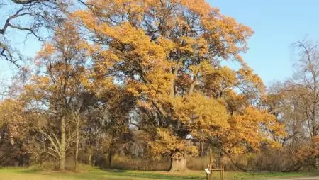 Interaktív tábla őrzi ezentúl a szarvasi Anna-liget legendás tölgyének  emlékét