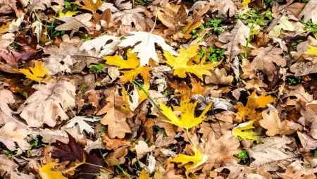 Mihez kezdjünk az avarral? Tévhitek helyett tudományos válaszok